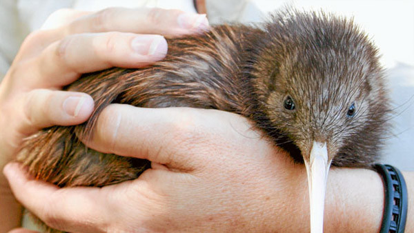 Kiwi bird New Zealand's protected native bird
