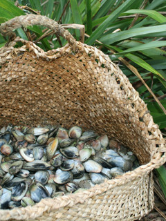 Maori food Kete with shellfish 