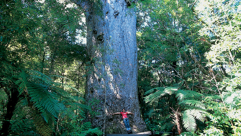 Giant Kauri, Waipoua Forest.